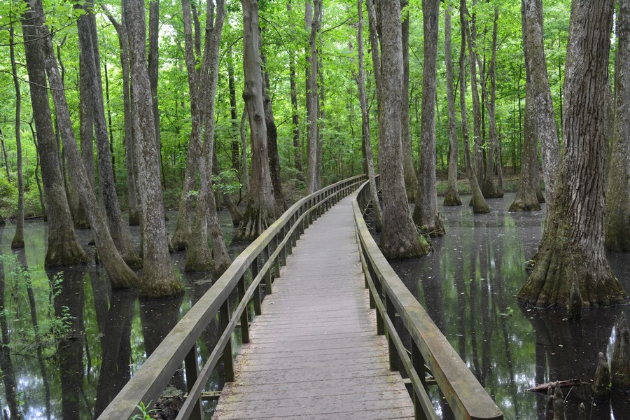 Au coeur du swamp - Mississippi