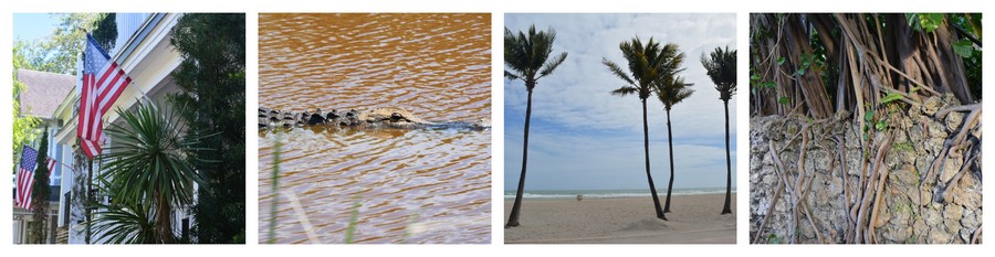 Palmiers et alligators dans le Sud des Etats-Unis