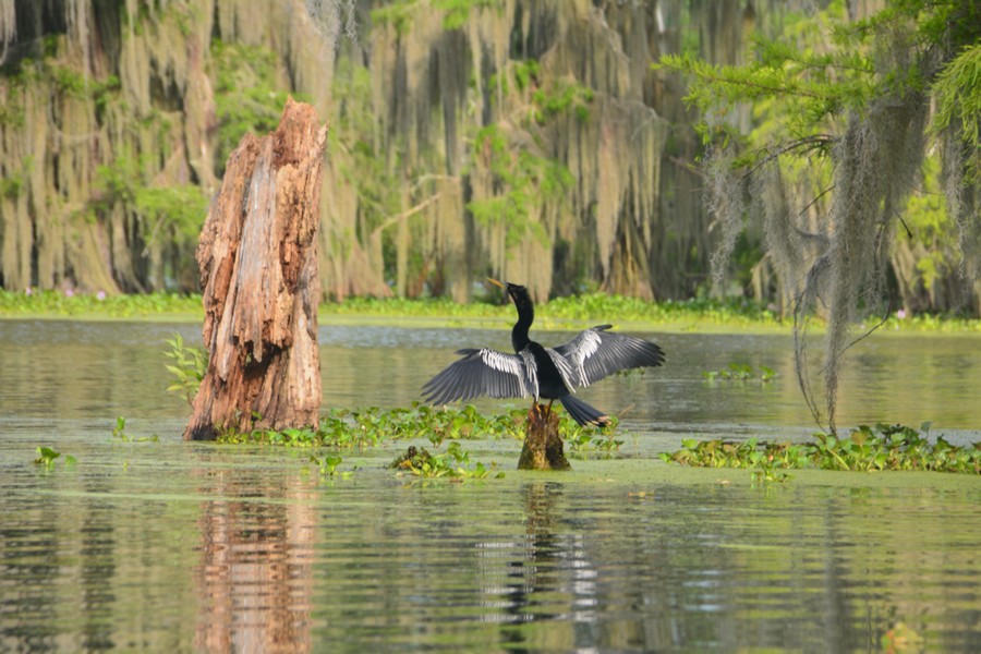 Oiseau Bayou Louisiane