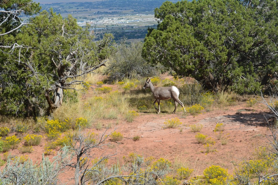 biche colorado national monument