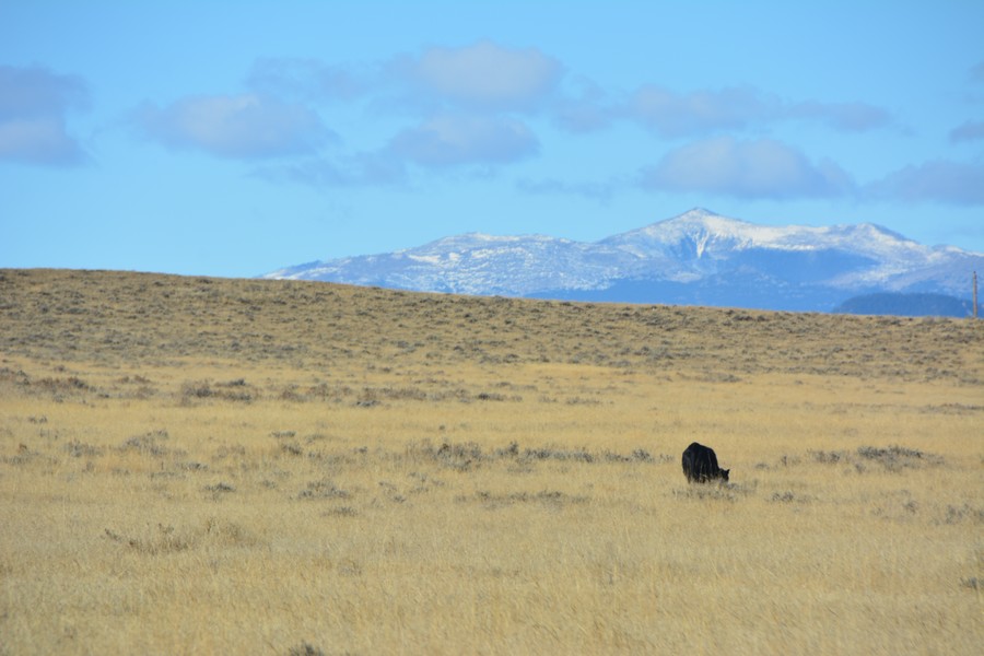 bison perdu dans les plaines du Wyoming
