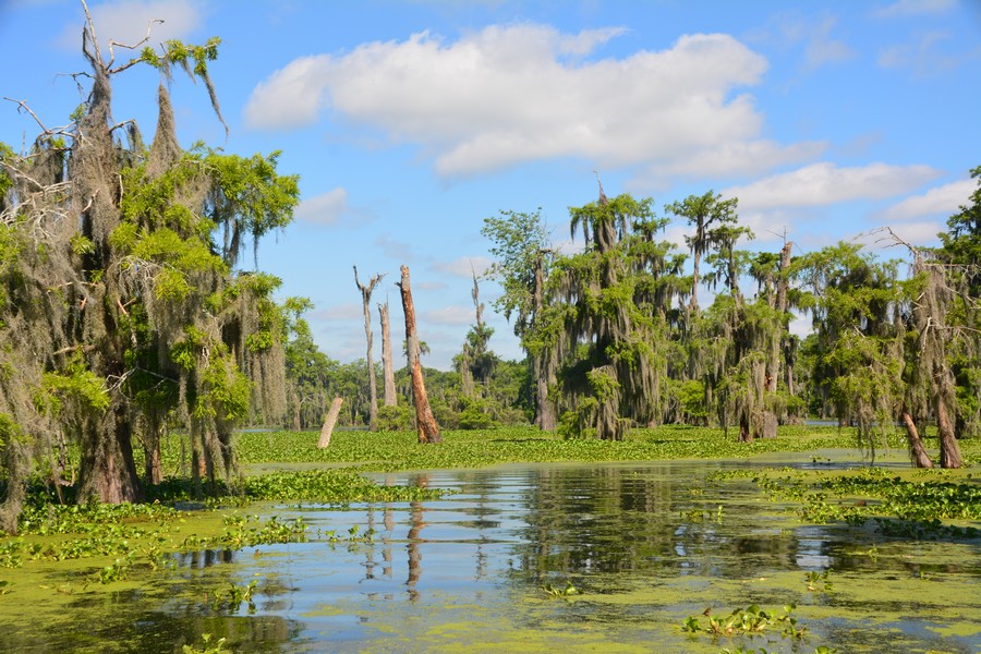 marais de Louisiane