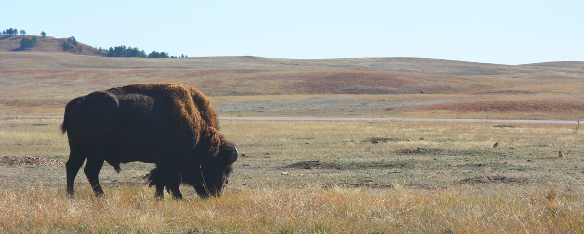 bison ouest américain