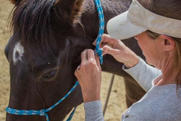Jody Horse équitation western ranch Colorado