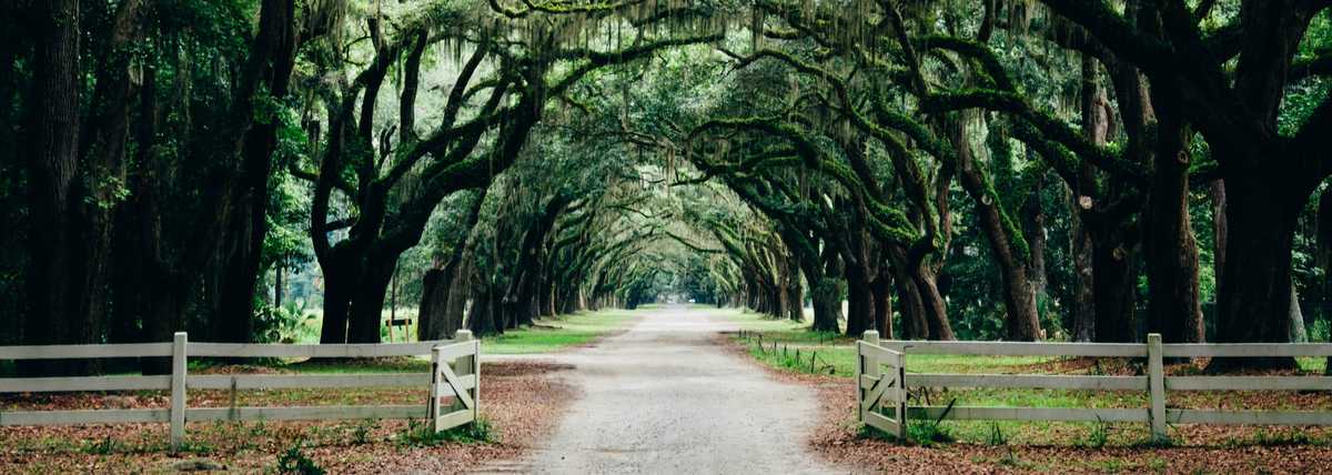 allée de chêne usa