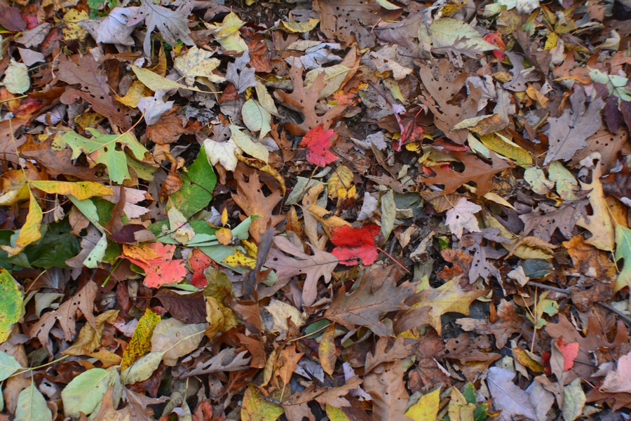 fall foliage usa