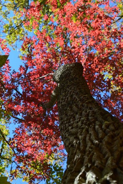 feuillage d'automne usa