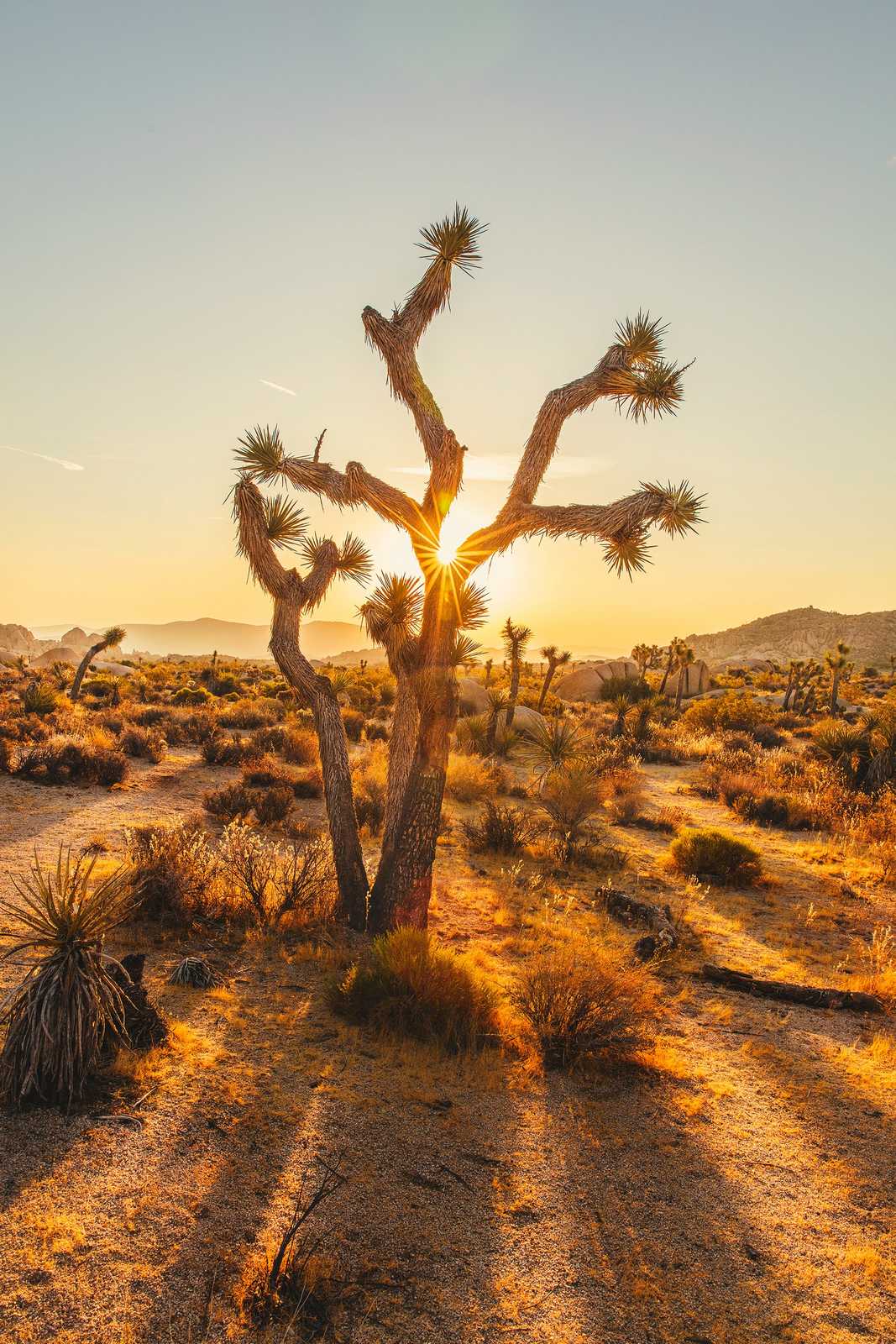 desert USA désert usa