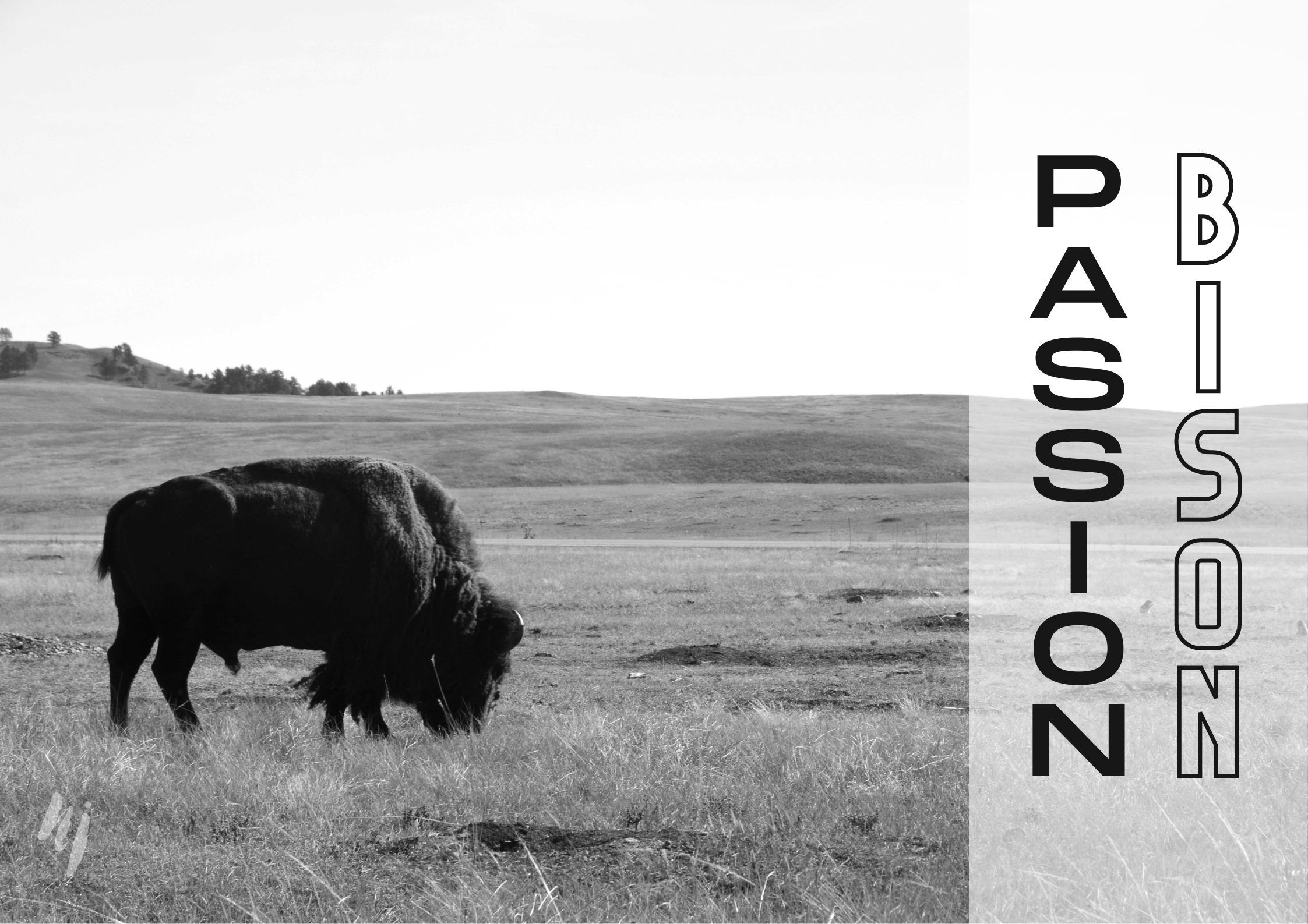 Passion bison BD photo voyage usa